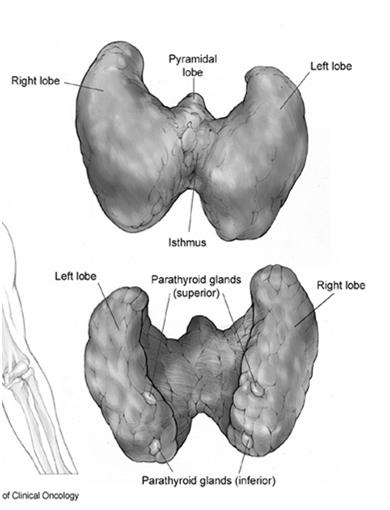 increasing cancer in both men and women National Cancer Intitute Endocrine Glands Illustration