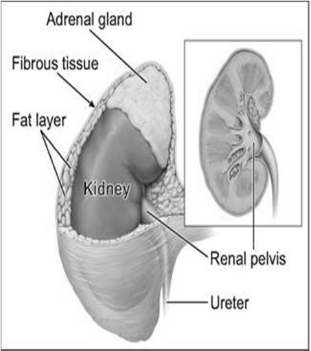 peri aortic) Retroperitoneal, NOS Common