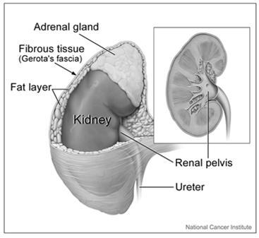 CS Extension: Adrenal Gland Physician s assignment of T category may be used to code CS Extension if no other information is available Use codes 200, 250, 400, or 810 to code CS Extension based on a