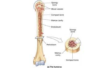 The Skeletal System Skeletal System Introduction Functions of the skeleton Framework of bones The skeleton through life Chapter 7a Support Protection Movement Storage