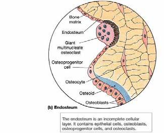 The Endosteum Structure of Bone Tissue Single layer Osteoclasts Osteoblasts Pores Living cells