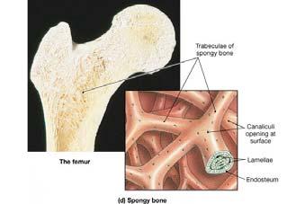 as cartilage & membrane Bone formation begins about 6 weeks after fertilization Ossification 1