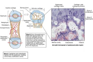 bones of the body Periosteum forms at about