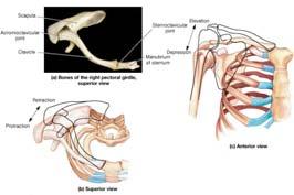Function Connects bones of arms to