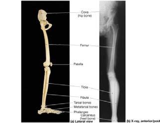 skeleton The Pelvic Girdle