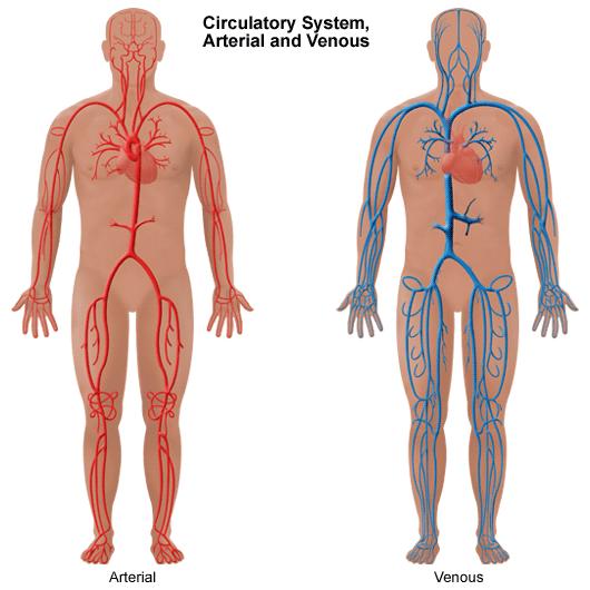 Circulatory (cardiovascular) System Transport Oxygen Nutrients Waste throughout the