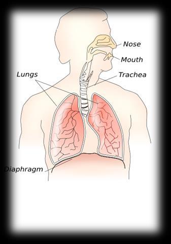 Respiratory System Moves oxygen from the outside environment into your body Removes