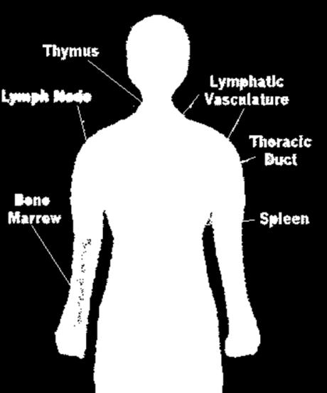 Lymphatic System Extensive drainage network that helps keep bodily fluid levels in balance and defends the body against infections.