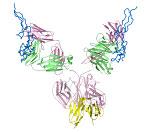 RG7433/ABT-263 BH3 mimetic CLL, lymphoid malignancies RG7425 DR5 agonist RG3639(dulanermin) 2 DR4/DR5 agonist