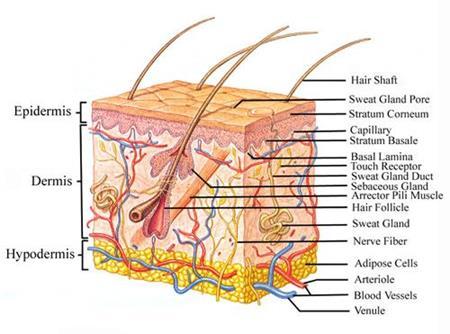 The main parts: skin, hair, nails exocrine or sweat glands Part of the Excretory System-this is