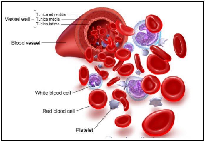 3. Blood: a) Red blood cells: Contain hemoglobin & carry oxygenrepaired by Lymphatic System b) White blood cells