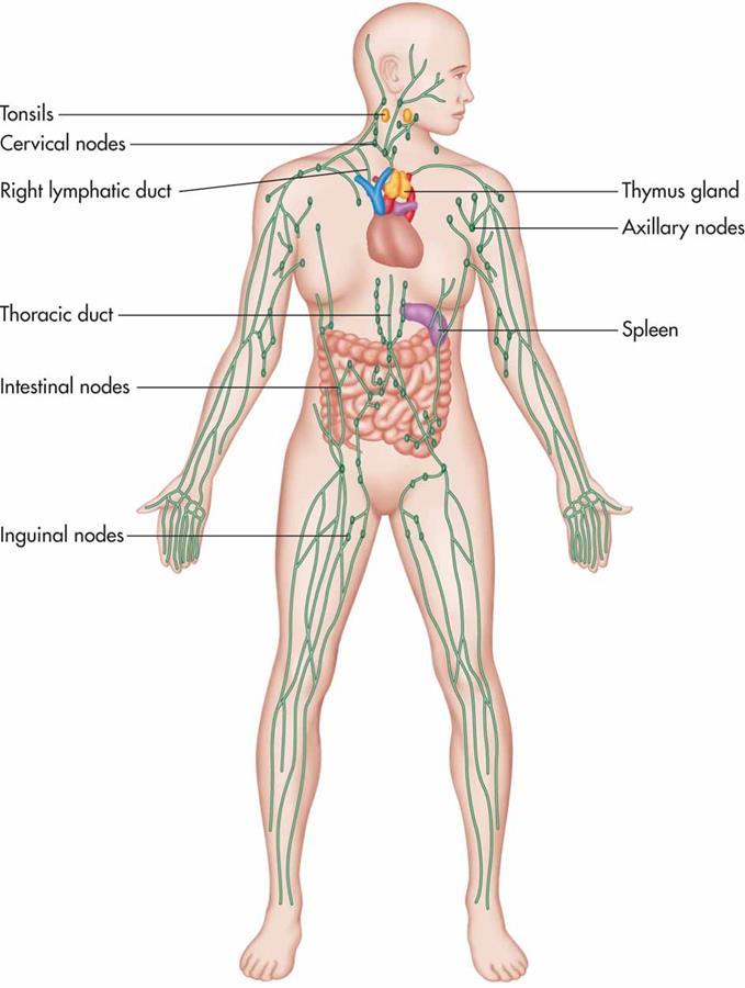 communicate with the circulatory veins -Thymus gland-