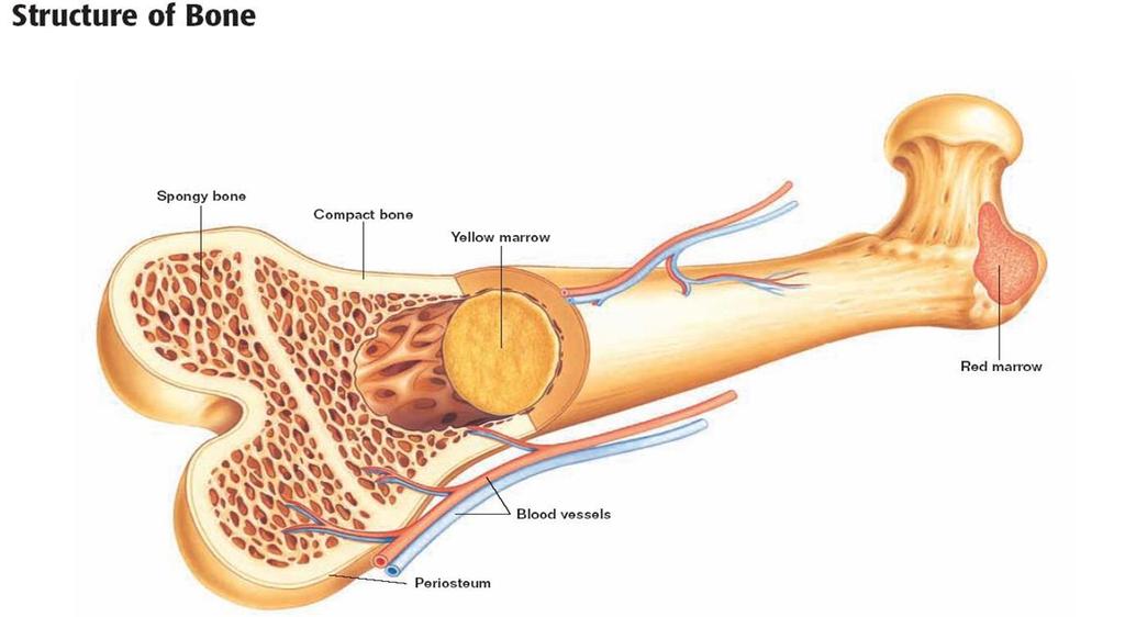 Types of Bone Tissue: 1. Compact: Layer of hard bone that covers all bone. 2.