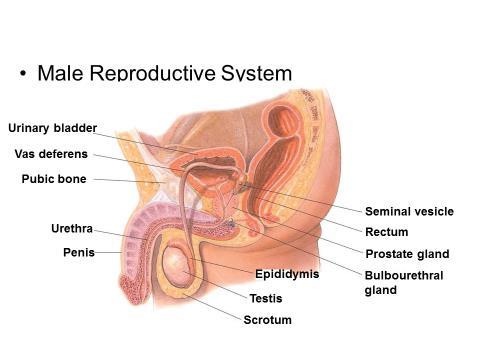 Male Reproductive System Function: produce and deliver sperm.