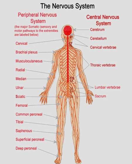 The Nervous System: to coordinate the body s response to changes in its internal and external environment.