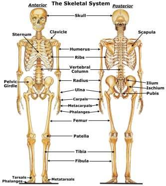 The Skeletal System: to provide structure and support to the human body.