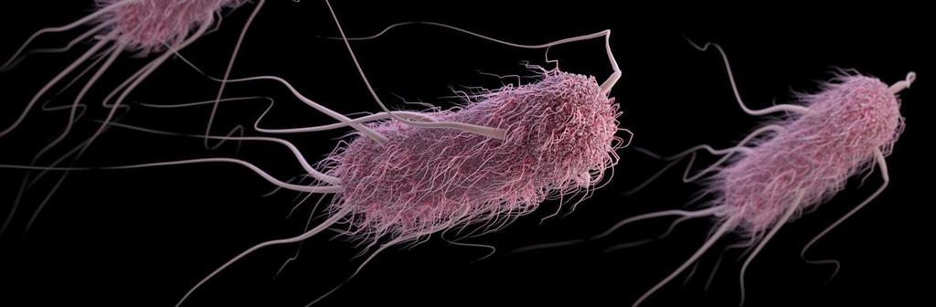 UTI Microbiology Escherichia coli (up to 95% of uncomplicated UTIs) Others: Klebsiella
