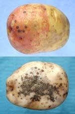Black dot Black dot (Colletotrichum coccodes) is a dark brown-grey blemish over the tuber surface similar in appearance to silver, but with more irregularly shaped lesions with less well-defined