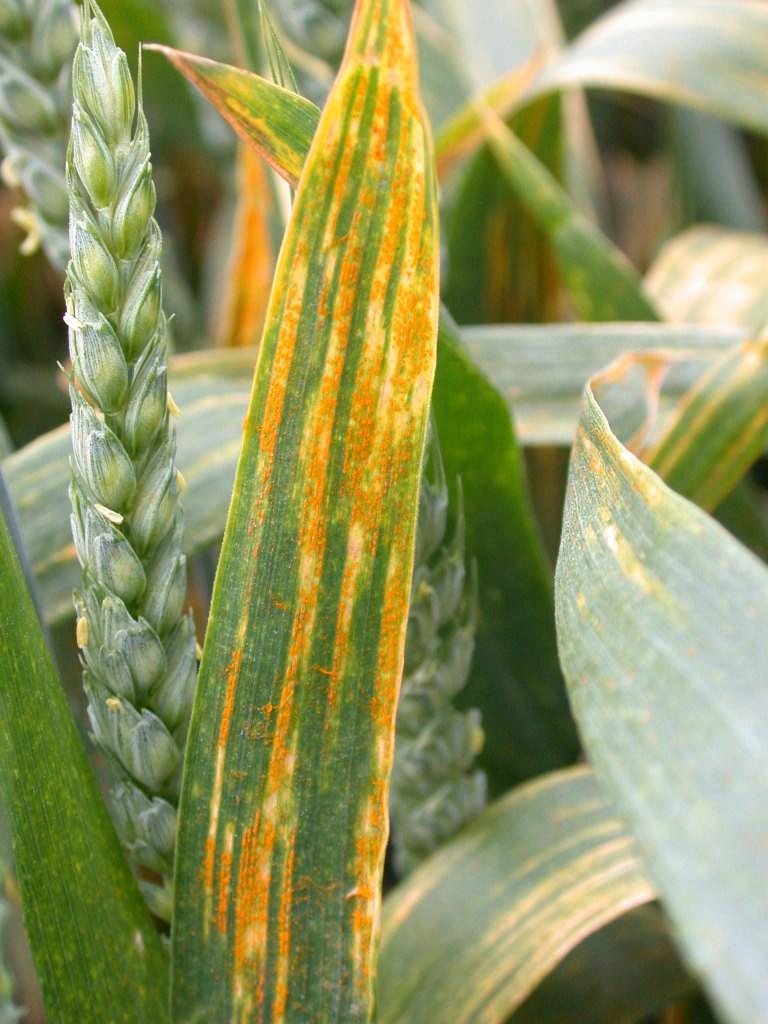 Wheat yellow rust Puccinia striiformis Introduction Yellow rust is highly specialised. There are many different races, each of which affects a different range of varieties.