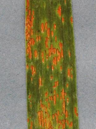 Other Cereal Rusts Rust diseases affect all UK cereals.