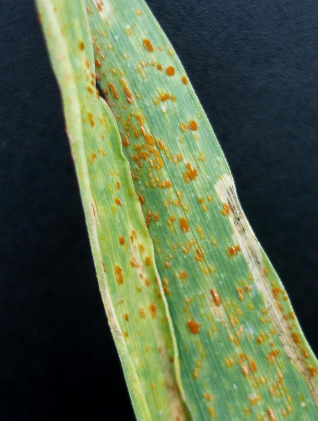 In oats, crown rust (P. coronata var. avenae) can be highly damaging.