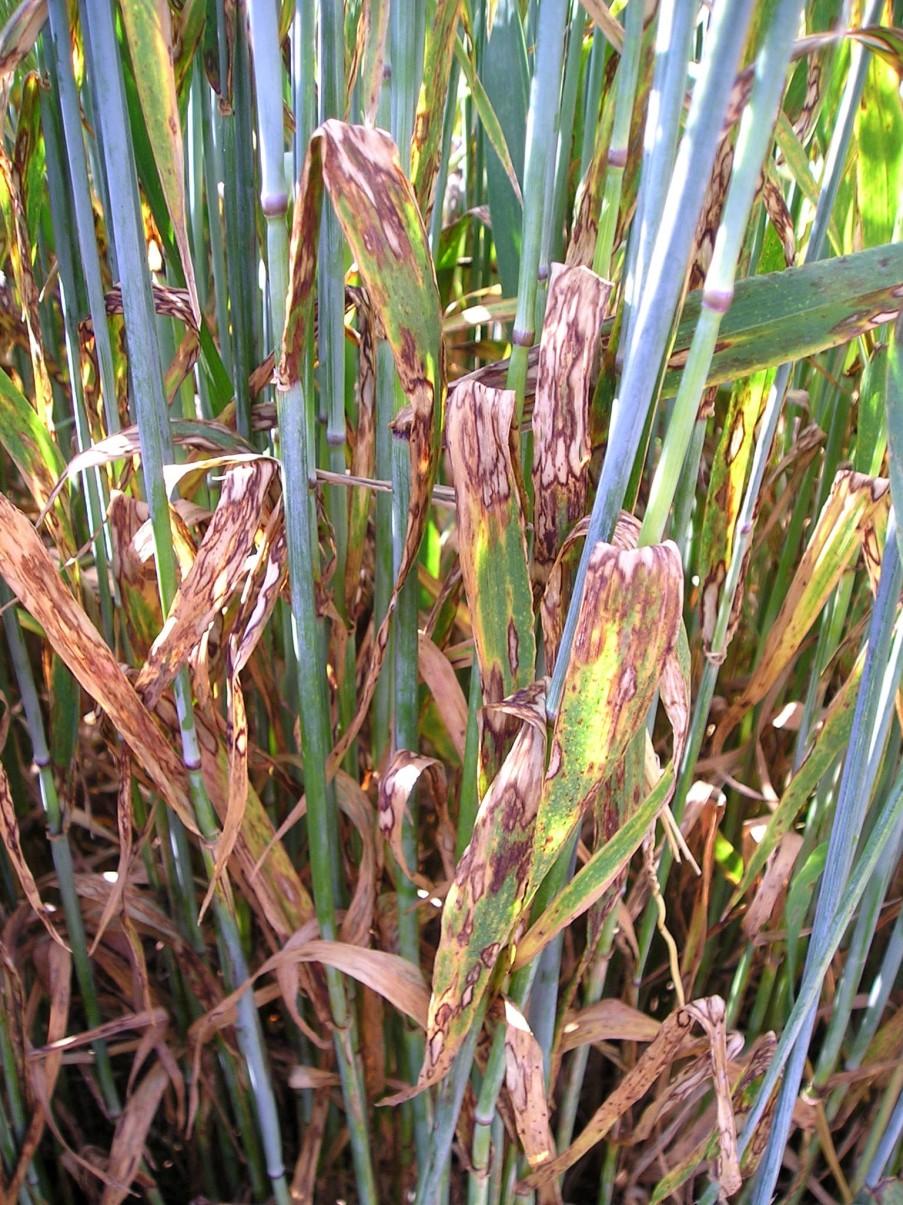 Rhynchosporium Rhynchosporium secalis Introduction Rhynchosporium, or barley leaf blotch, is a major disease of both winter and spring barley.