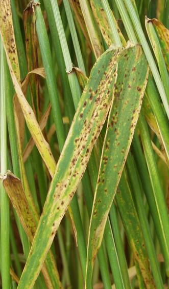 Ramularia Ramularia collo-cygni cygni Introduction Ramularia collo-cygni causes leaf spot symptoms in winter and spring barley and is problematic throughout the UK.
