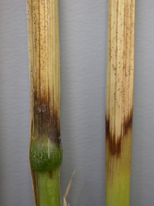 Microdochium Microdochium nivale and M. majus Introduction There are many species of Fusarium that affect cereals. These fungi form a complex of diseases on seeds, seedlings and adult plants.