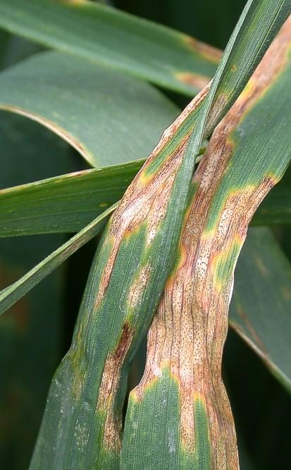 Introduction Fungicides, in combination with exploitation of resistant varieties and other agronomic and cultural techniques, will be the mainstay of cereal disease control for the foreseeable future