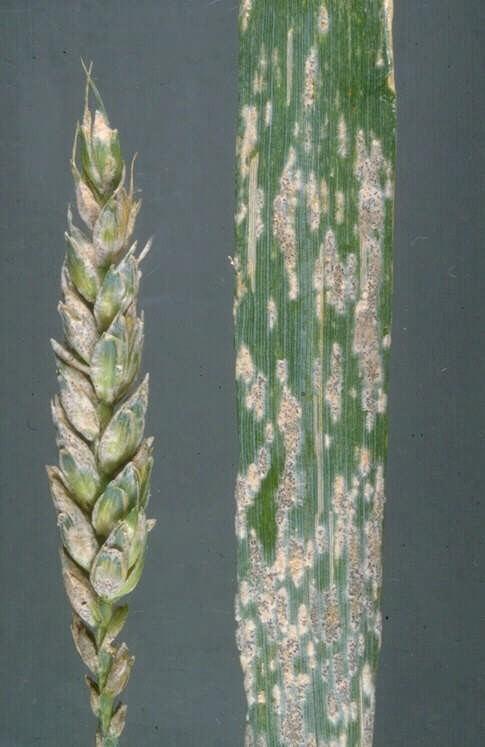 Powdery mildew Blumeria graminis / Erysiphe graminis Introduction Powdery mildew exists as specific strains. Each one can only infect wheat, barley, oats or rye e.g. B. graminis tritici attacks wheat but not other cereals.