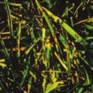 controls Fusarium Patch Anthracnose Red Thread Leaf Spot Dollar Spot Rust Independent trials carried out have proven results Fusarium Patch (Microdochium nivale) control used as a