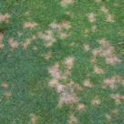 are launching the first turf fungicide with StressGard Formulation Technology offering unsurpassed* results in disease management.
