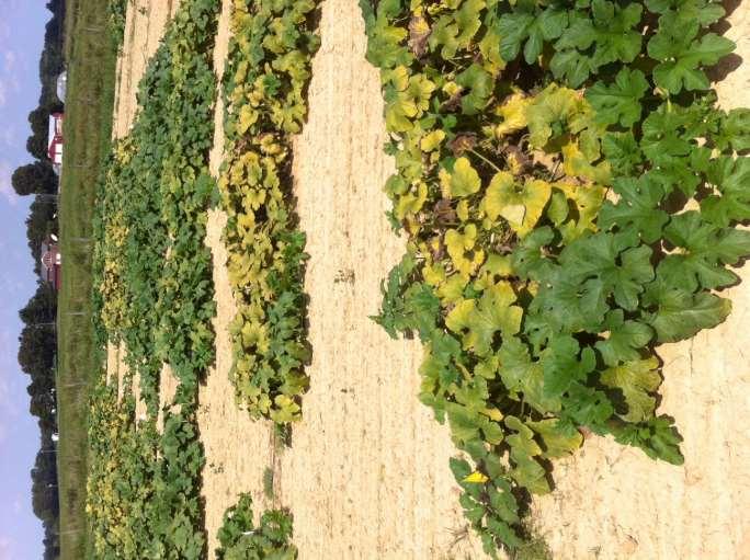 Downy Mildew Applying sprays before infection provides best control