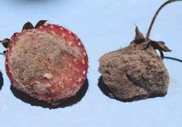 Botrytis Gray Mold in Strawberries Fungicide resistance Surveys of Botrytis in the Carolinas have indicated