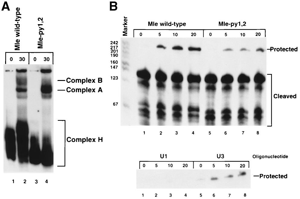 UV cross-linking of wild-type and mutant mle precursor mrnas in fresh and du2af 50 -depleted S2 extracts is shown at the right.