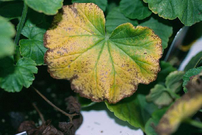 Figure 2. Typical iron-manganese toxicity symptoms on Geranium. Deficiency or Toxicity?