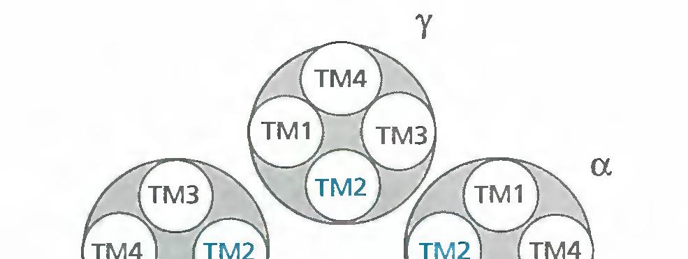 Ion channel receptors Ion