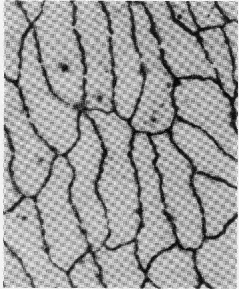 Pulmonary endothelial pavement patterns Fig 3 Inferior vena cava of a control rat. The pavement pattern is uniform.