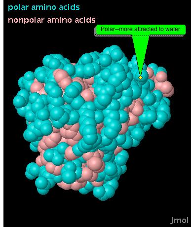 2. Create a view that shows both the amino acids at the surface and those that fold into the inside of the protein. Use the annotation tools to label the part that is more attracted to water.