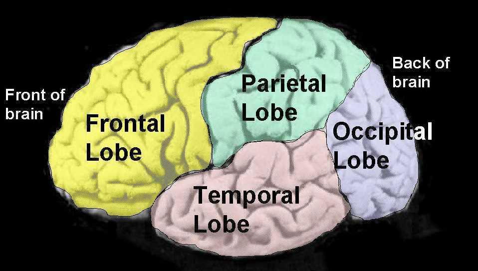 Independent Student Review (continued) Motor Cortex