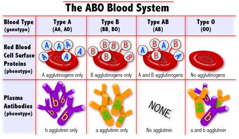 What are blood types? Blood Types There are 3 alleles or genes for blood type: A, B, & O.