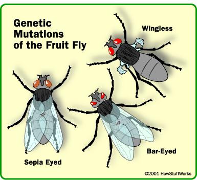 Mutations Mutation sudden genetic change (change in base pair sequence of DNA) Can be : Harmful mutations organism less able to survive: genetic disorders, cancer, death Beneficial mutations