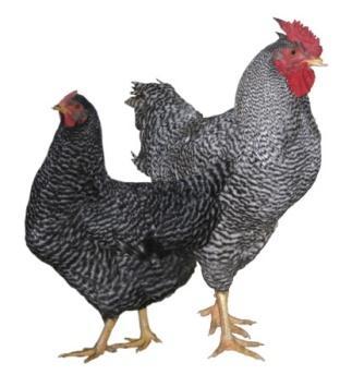 When both alleles are expressed Codominance Example: In certain chickens black feathers are