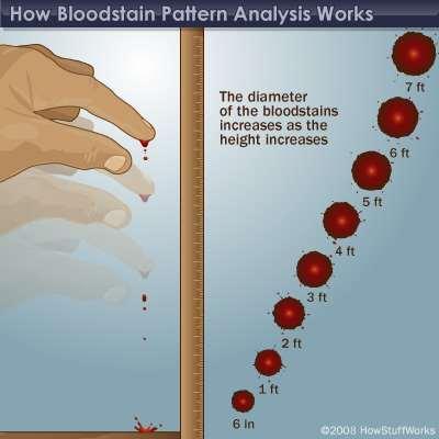 Blood Spatter Analysis - Height How far from the ground a blood drop originated is
