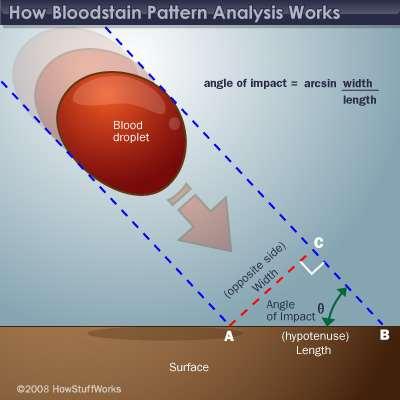 Blood Spatter Analysis - Angle angle = arcsin (width/length) The angle of impact can be found mathematically Divide the width (shorter