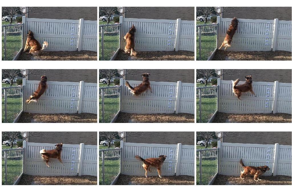 Jumping Dog Data Collection