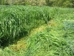 Grass: Fiber Lots of potential for species and varietal