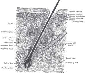 Pseudo-penetration penetration: : nanoparticles in/on the hair follicle orifice may