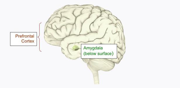 The amygdala + decoding emotions = alarm signals to the rest of the body. The prefrontal cortex + amygdala = how to confront the danger.