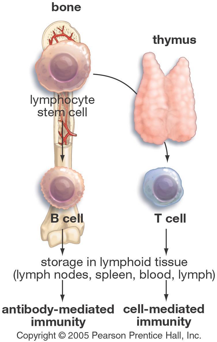 Lymphocytes T and B Cells Both mature T and B